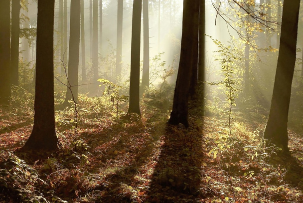 夜明けに秋の森 - 写真・画像