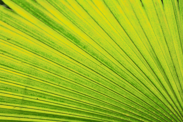 Green leaf background - Photo, Image