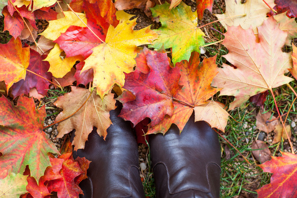 φθινόπωρο φύλλα πολύχρωμο σφένδαμου το πάρκο - Φωτογραφία, εικόνα