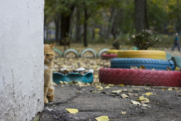 casus kedi - Fotoğraf, Görsel