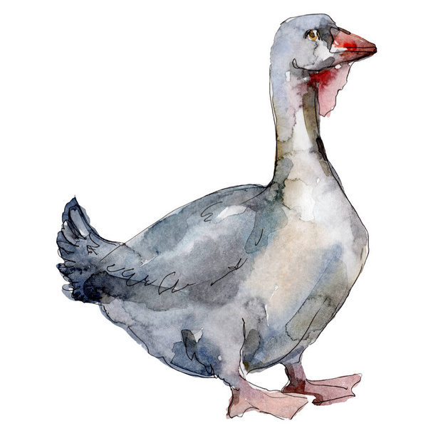 Goose farm animal isolated. Watercolor background illustration set. Isolated duck illustration element. - Photo, Image