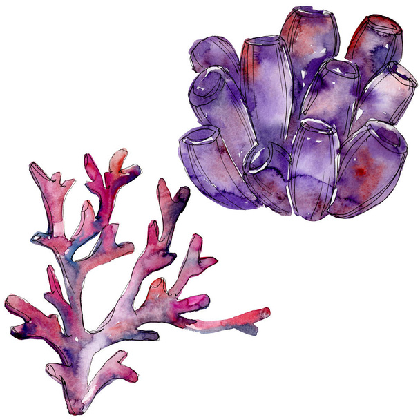 Pestrobarevné vodní korálový útes. Barevné pozadí. Izolované korálové prvky ilustrace. - Fotografie, Obrázek