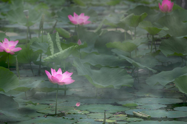 Flores de lótus na lagoa
 - Foto, Imagem