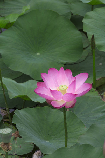 Lotusblüten im Teich - Foto, Bild