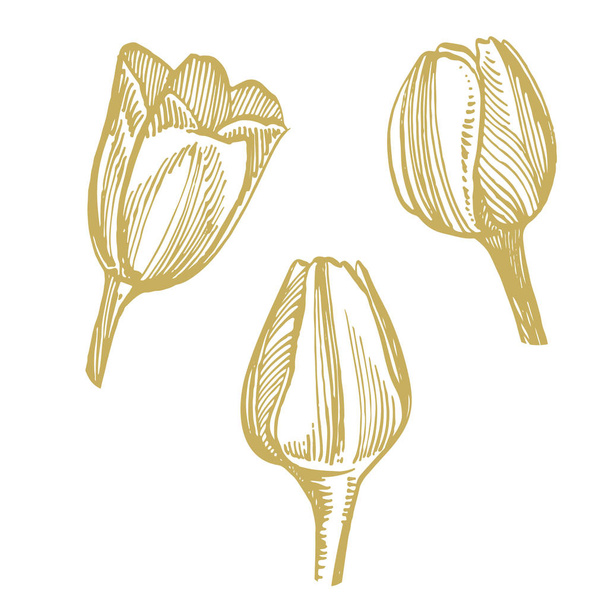 Tulip flower graphic sketch illustration. Botanical plant illustration. Vintage medicinal herbs sketch set of ink hand drawn medical herbs and plants sketch. - Photo, image