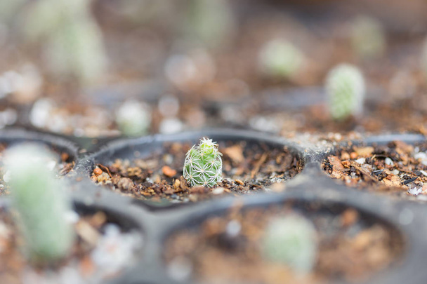 Baby-Kaktus im Topf - Foto, Bild