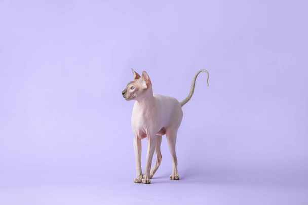 Funny Sphynx cat on color background - Valokuva, kuva