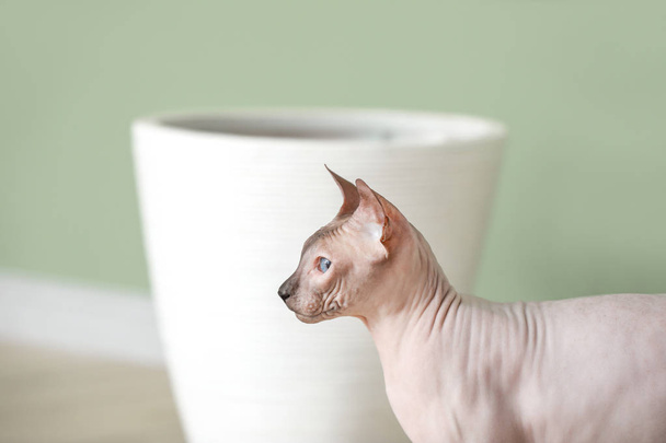Αστεία Sphyνά γάτα στο σπίτι - Φωτογραφία, εικόνα