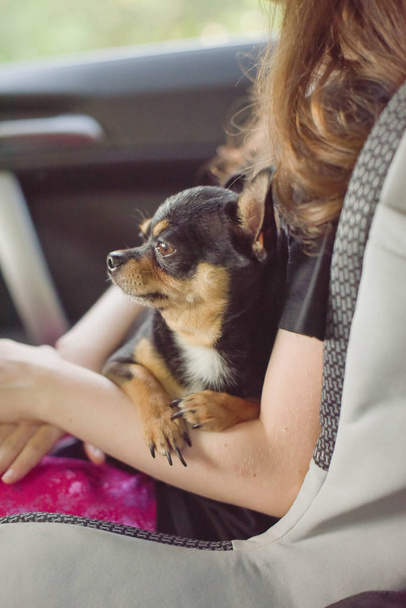 車の中に座っているコンパニオンドッグ。小さな女の子の手の中で車の中でチワワ犬. - 写真・画像