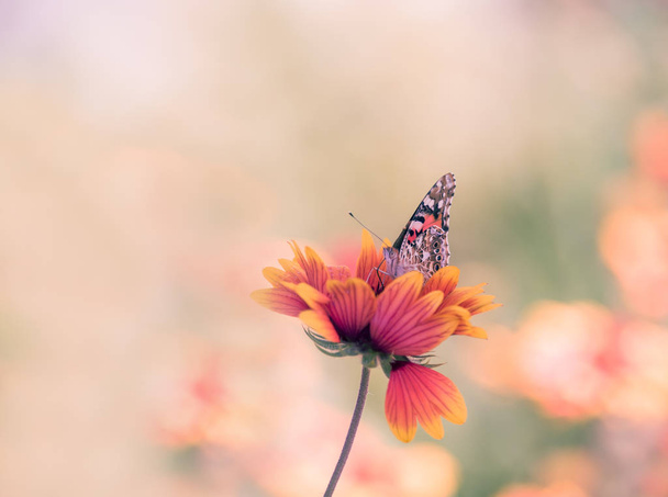 Motley jasne motyle malowane Lady na jasnych kolorowych stokrotki na letniej łące. Nastroje letnie. Artystyczne zdjęcie przetargowe. - Zdjęcie, obraz