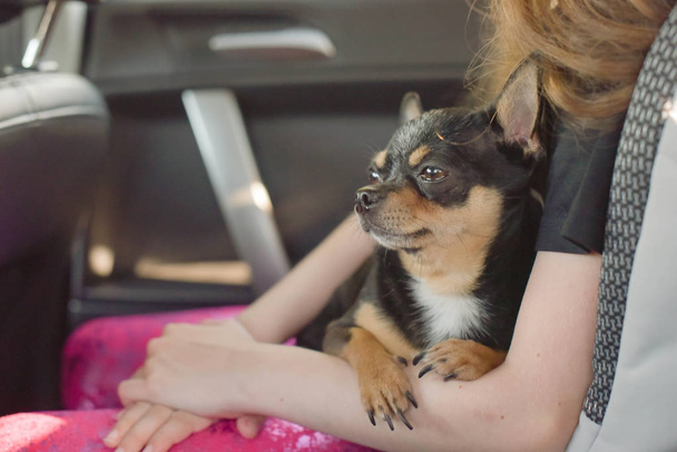 companion dog sitting in the car. Chihuahua dog in the car in the hands of a little girl. - Photo, Image