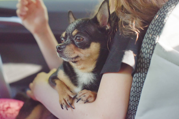 társa kutya ül a kocsiban. Chihuahua kutya az autóban a kezében egy kislány. - Fotó, kép
