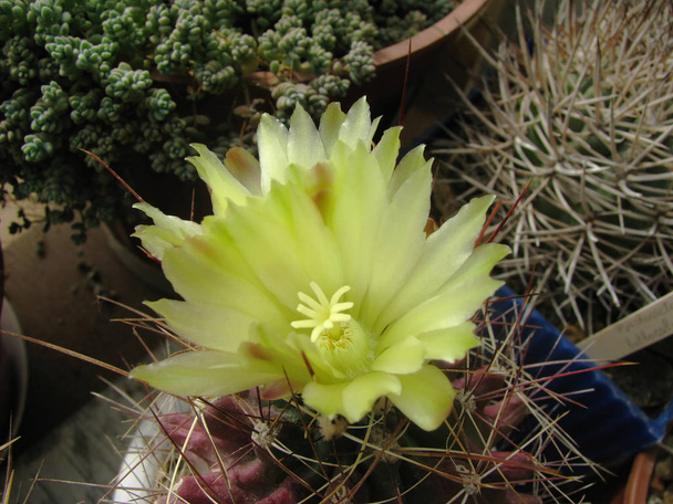 Kwiat kaktusów Hamatocactus longihamatus, zbliżenie, makro, detal - Zdjęcie, obraz