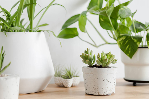 Close up of air plants, cacti and succulents composition in design and hipster pots on the brown table. White walls. Modern and floral concept of home garden interior. Nature love.  - 写真・画像