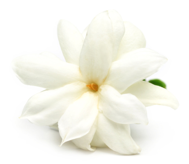 Цветок жасмина на белом фоне
 - Фото, изображение