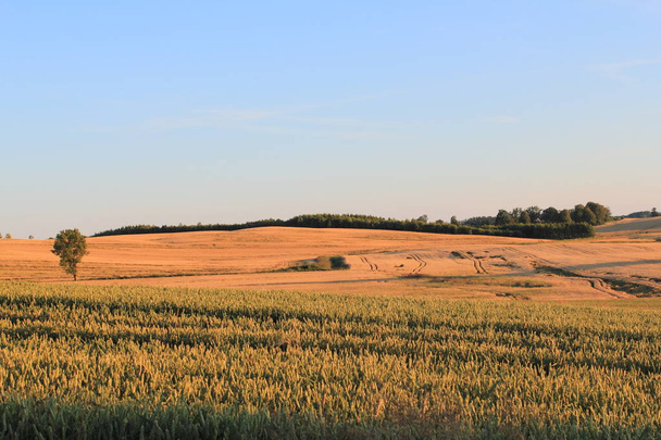 Campo de trigo en el paisaje rural en Polonia
 - Foto, Imagen