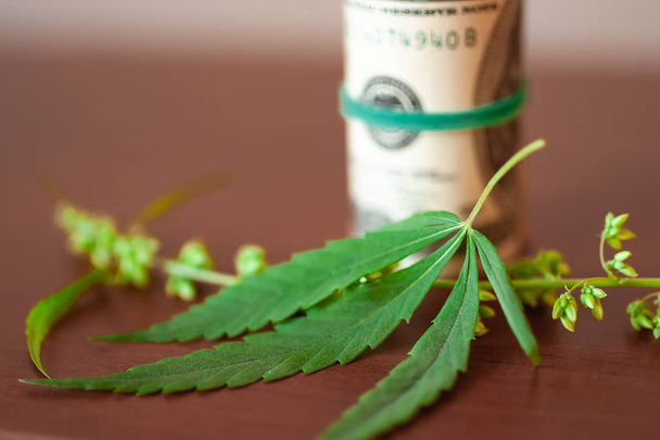 Cannabis with seeds and dollars in money tied with a rubber band - Photo, Image