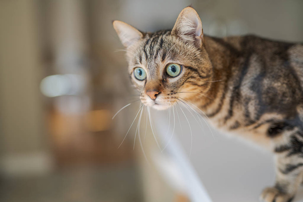 Bonito gato de cabelo curto olhando curioso e bisbilhotando em casa
 - Foto, Imagem