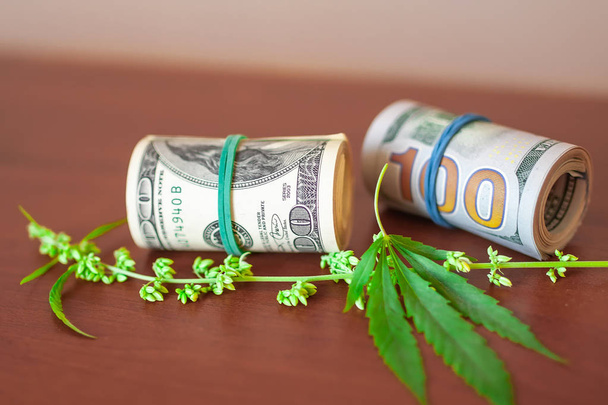 Cannabis with seeds and dollars in money tied with a rubber band - Photo, Image
