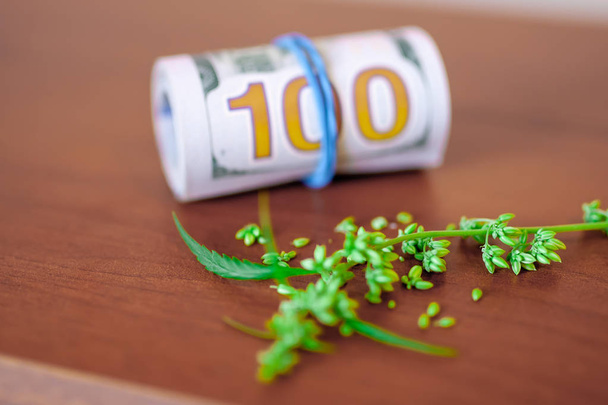Cannabis CBD with seeds and dollars in money tied with a rubber  - Photo, Image