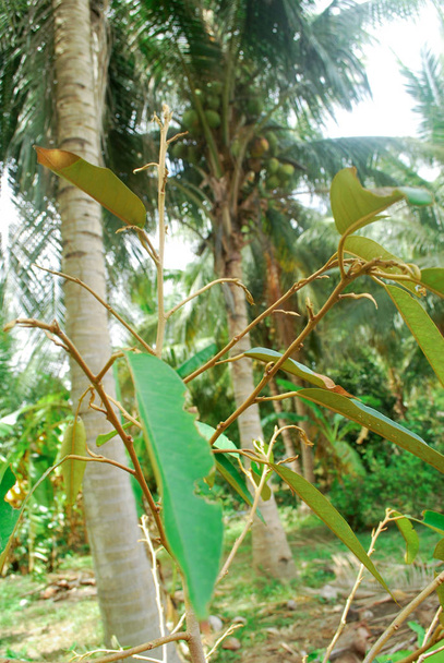 Durian liści są chore, Durian drzewa zaczynają rosnąć nowe. - Zdjęcie, obraz