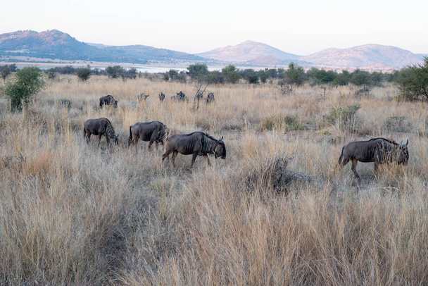 Kaapse buffels uit Afrika - Foto, afbeelding