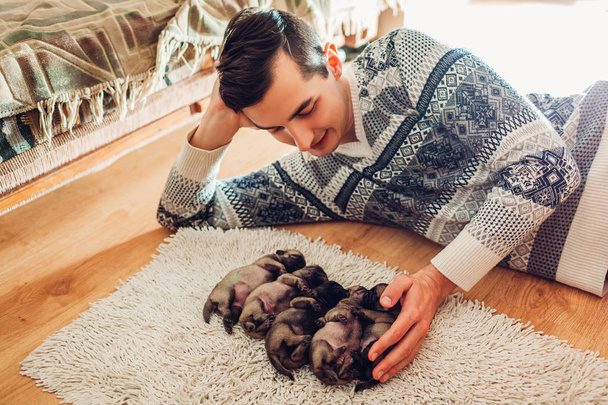 Man counting five pug dog puppies sleeping on carpet at home. Little puppies lying together on their backs - Photo, Image