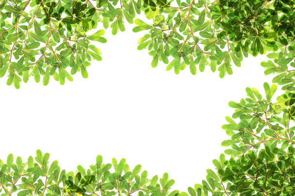 panoramische groene bladeren op witte achtergrond - Foto, afbeelding
