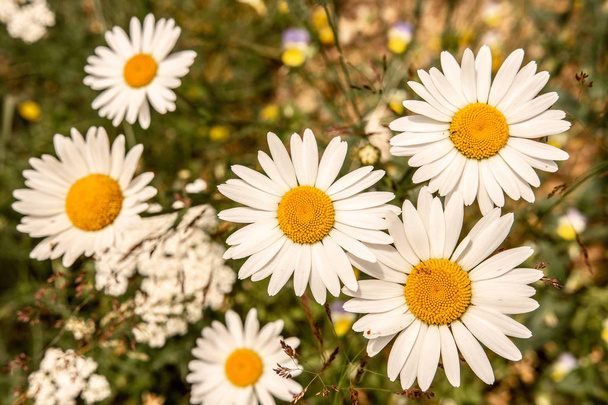 Λευκά Μαργαρίτα λουλούδια στο Γκριν Μέντοου Φιλντ. Φύση και κηπουρική ιδέα. - Φωτογραφία, εικόνα