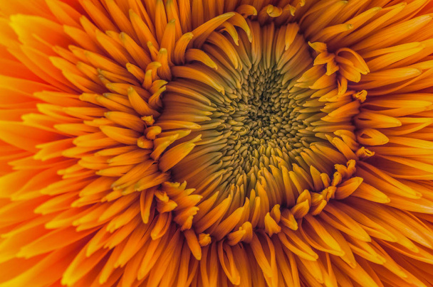 Fleur décorative macro shot
 - Photo, image