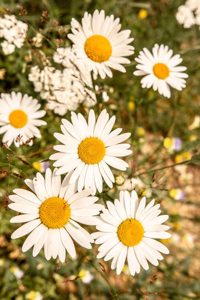 White Daisy Flowers on Green Meadow Field. Nature and Gardening Concept. - Photo, Image