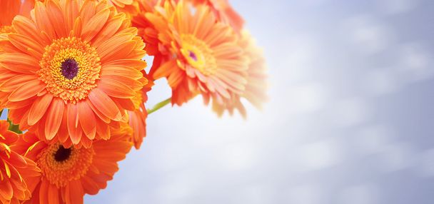 Kukkakimppu oranssi kukkia
 - Valokuva, kuva