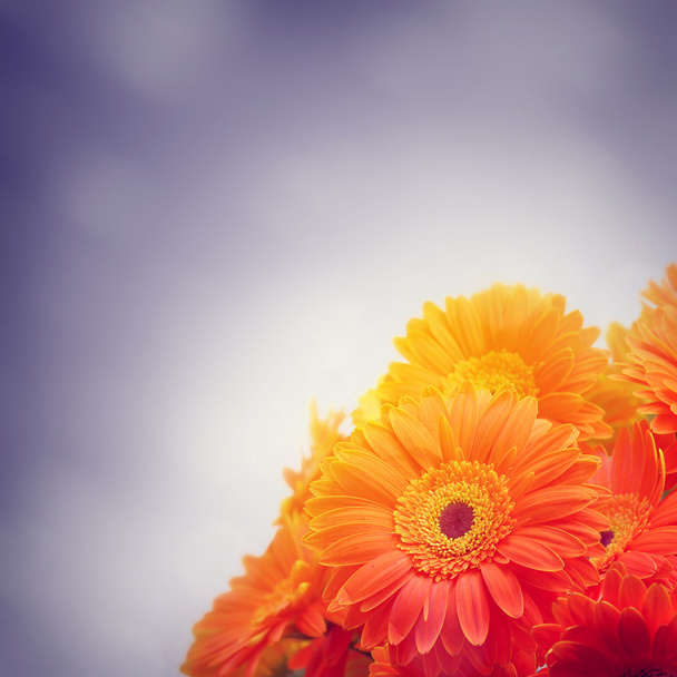 Flowers close-up - Photo, Image