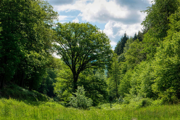 Hike along the long-distance hiking trail Neckarsteig in Germany - Foto, afbeelding