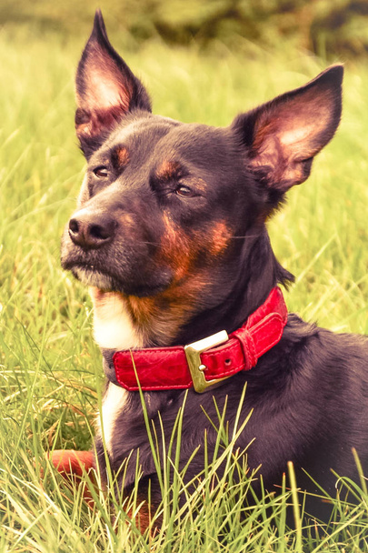 Portrait d'un chien noir avec un collier rouge dans un champ
 - Photo, image