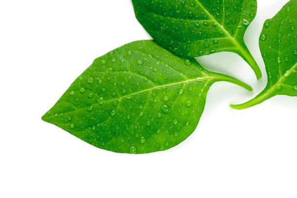 Green leaf on a white background - Foto, Imagem