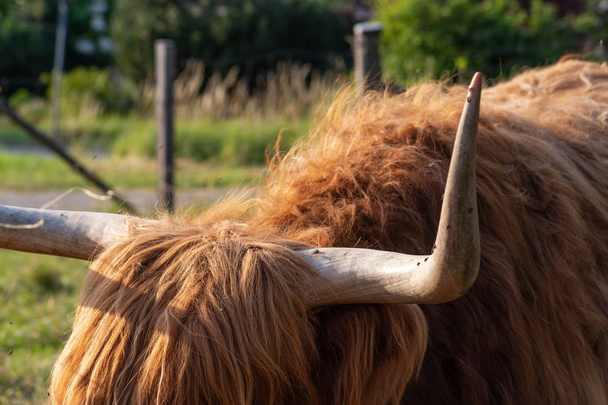 scotish highland cattle - Foto, afbeelding