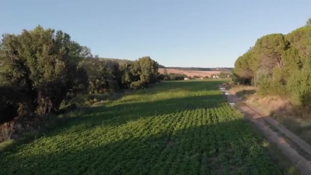 vista aerea realizada con drone de campos de cultivo en el atardecer, se puede ver todo el sembrado floreciente y verde - Felvétel, videó