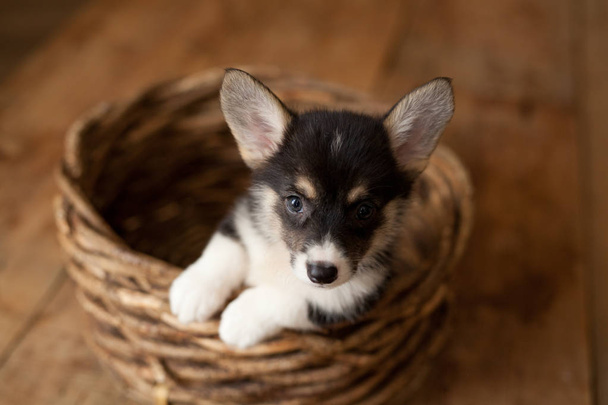 Cute puppy welsh corgi Pembroke - Fotó, kép