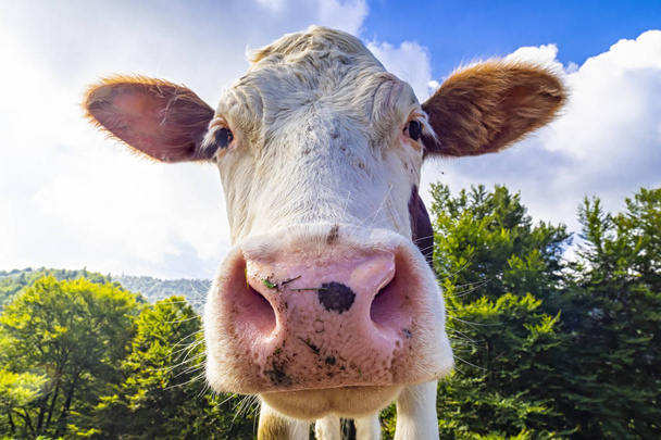 Cow head close-up - Photo, Image