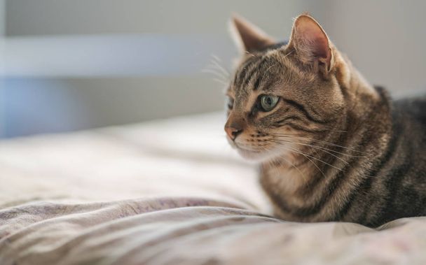 Beau chat cheveux courts couché sur le lit à la maison - Photo, image