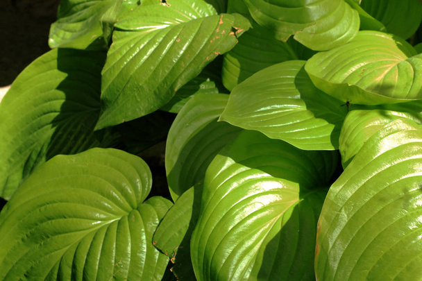 close-up de folhas verdes, fundo da natureza
 - Foto, Imagem