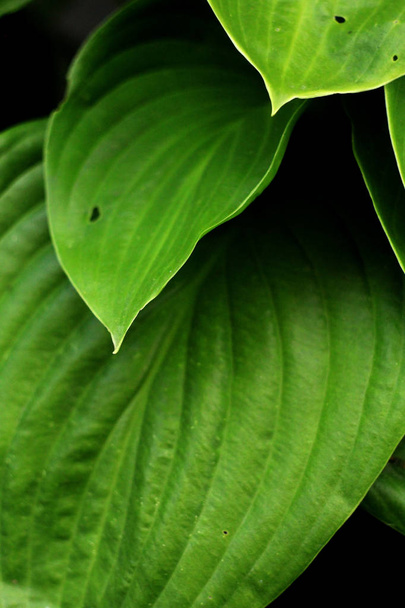 Close-up van groene bladeren, natuur achtergrond - Foto, afbeelding