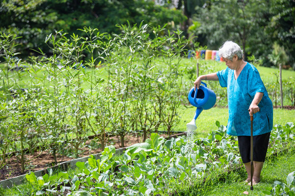 glückliche asiatische Seniorin gießt Pflanzen mit der Gießkanne im Bio-Garten, Senioren bauen im Sommer Gemüse an, arbeiten, gärtnern im Freien, Gärtnerin kümmert sich um Gemüse, Landwirtschaft, gesundes Konzept - Foto, Bild
