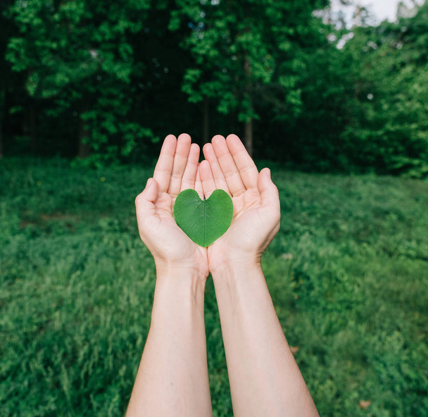coração de folhas verdes em pessoas de palmas
 - Foto, Imagem