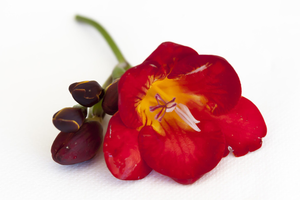 Fleur rouge
 - Photo, image
