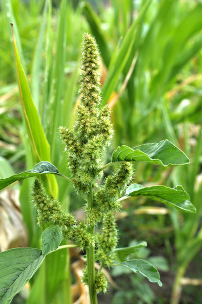 Amaranth, növekvő, mint a gyomnövény között a mezőgazdasági növények - Fotó, kép