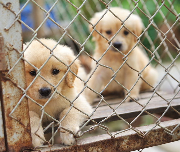 Cane solitario in gabbia
 - Foto, immagini