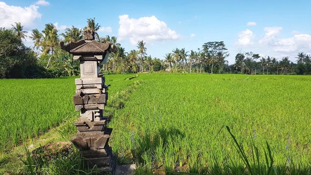 Reisplantage in Bali, Indonesien - Foto, Bild