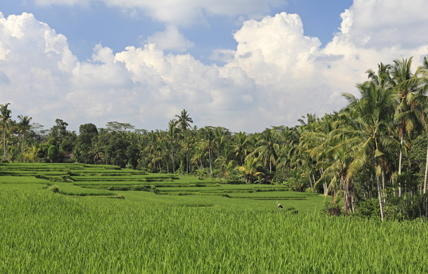 Paddies de arroz com terraço, Bali
 - Foto, Imagem